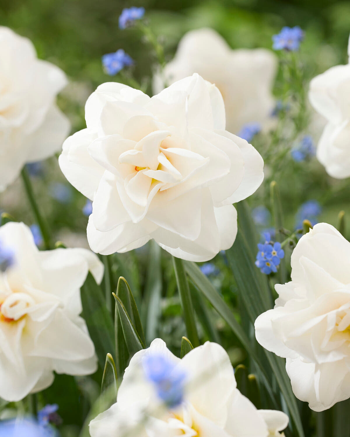 Narcissus 'Saint Clair'