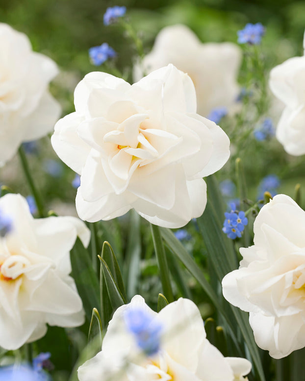 Narcissus 'Saint Clair'