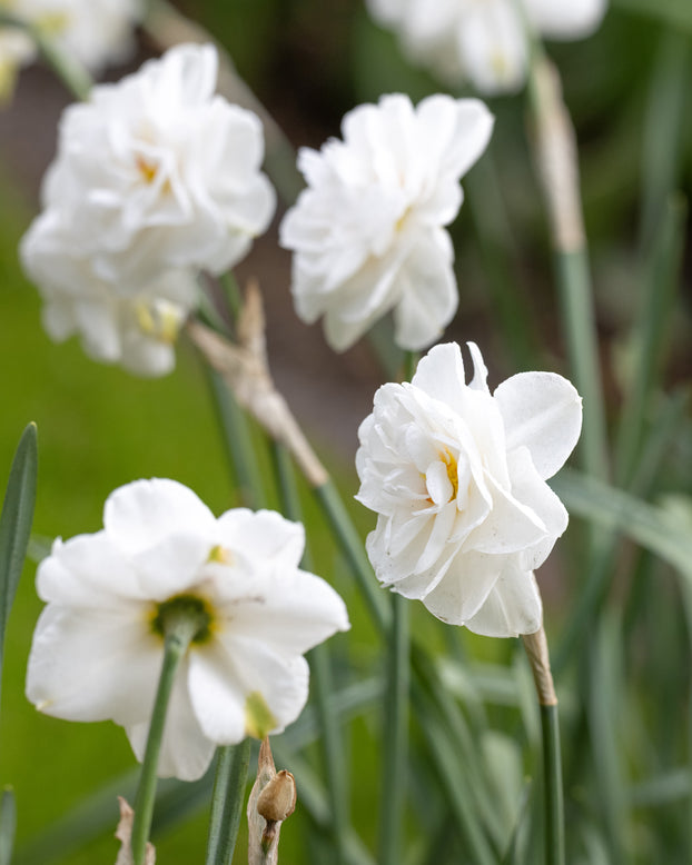 Narcissus 'Saint Clair'