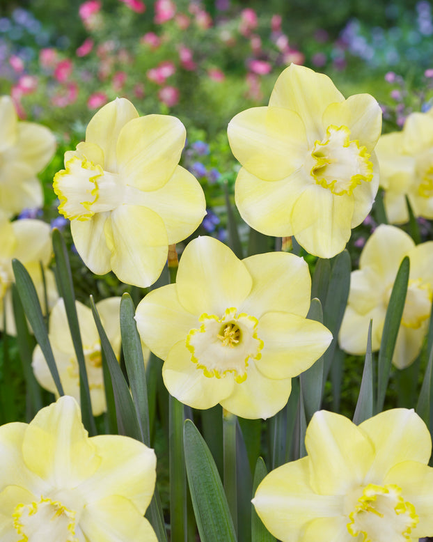 Narcissus 'Scrumpy'