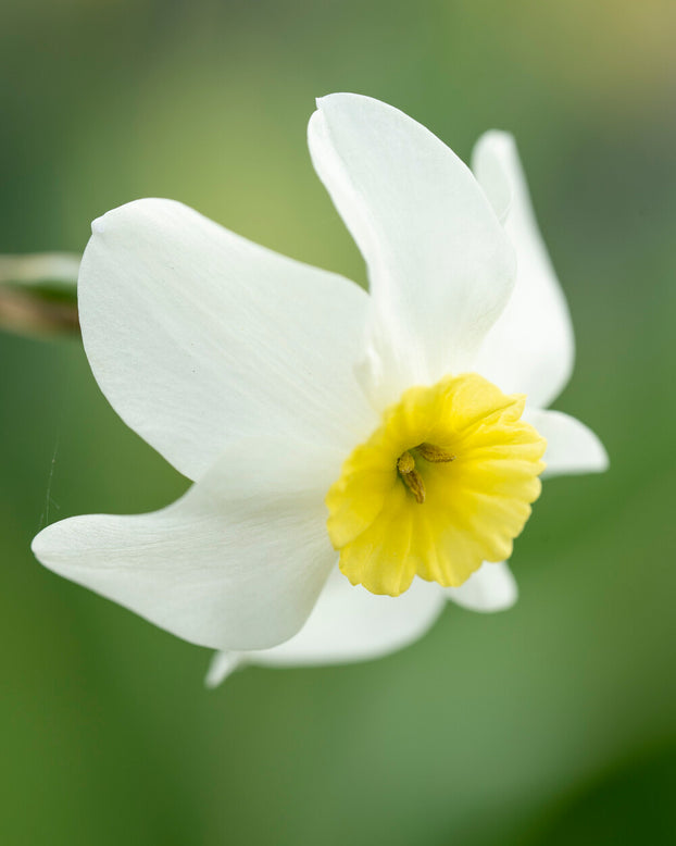 Narcissus 'Segovia'