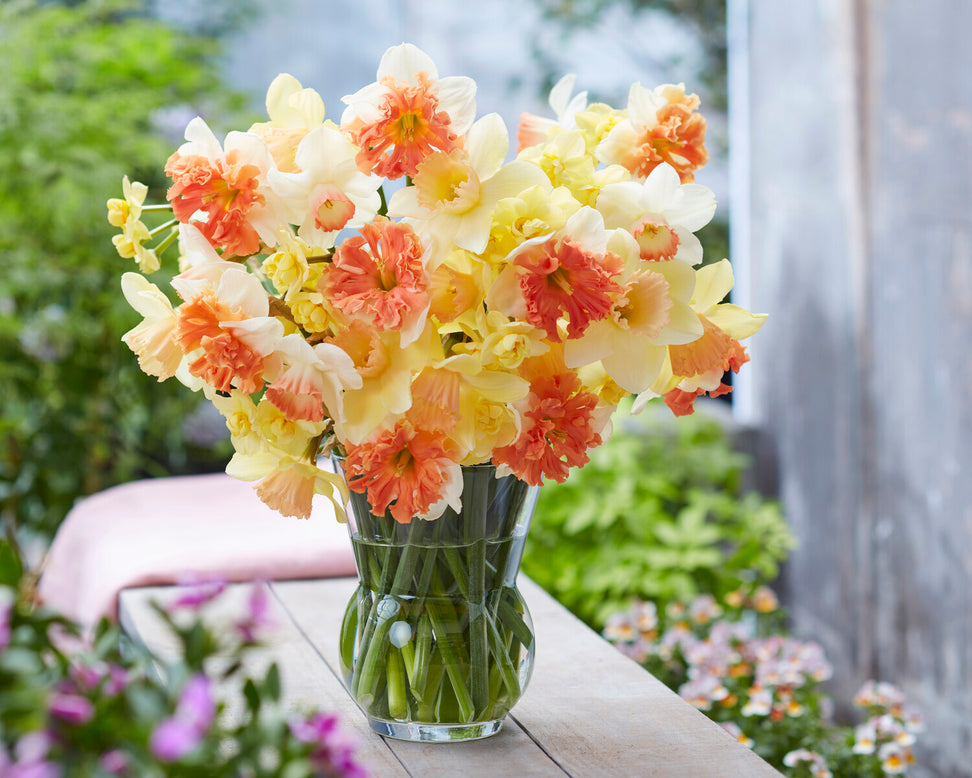 Narcissus 'Shrike'