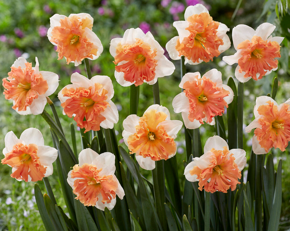 Narcissus 'Shrike'