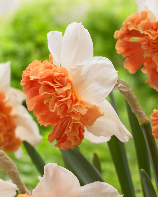 Narcissus 'Shrike'