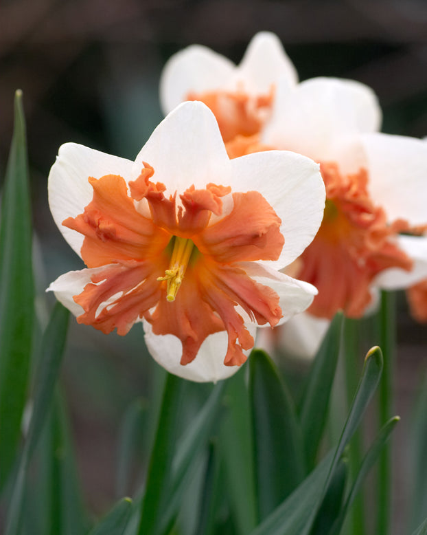 Narcissus 'Shrike'