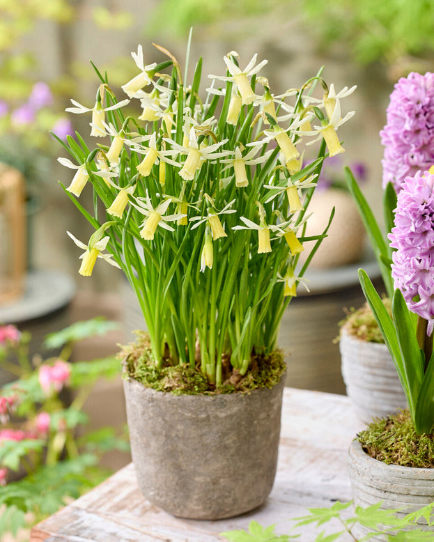 Narcissus 'Snipe'
