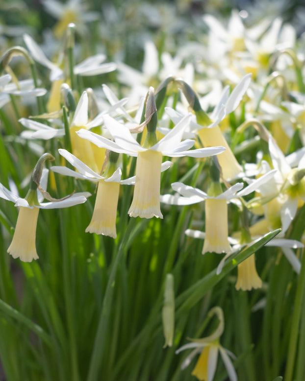 Narcissus 'Snipe'
