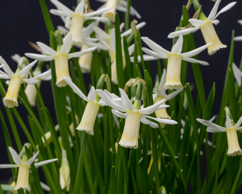 Narcissus 'Snipe'