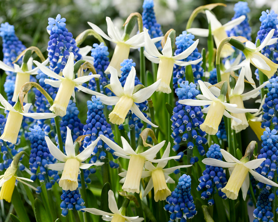 Narcissus 'Snipe'