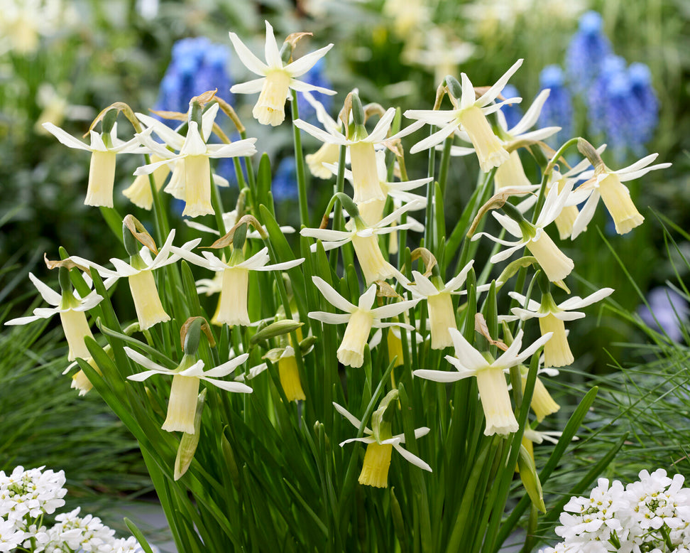 Narcissus 'Snipe'