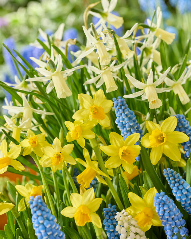 Narcissus 'Snipe'