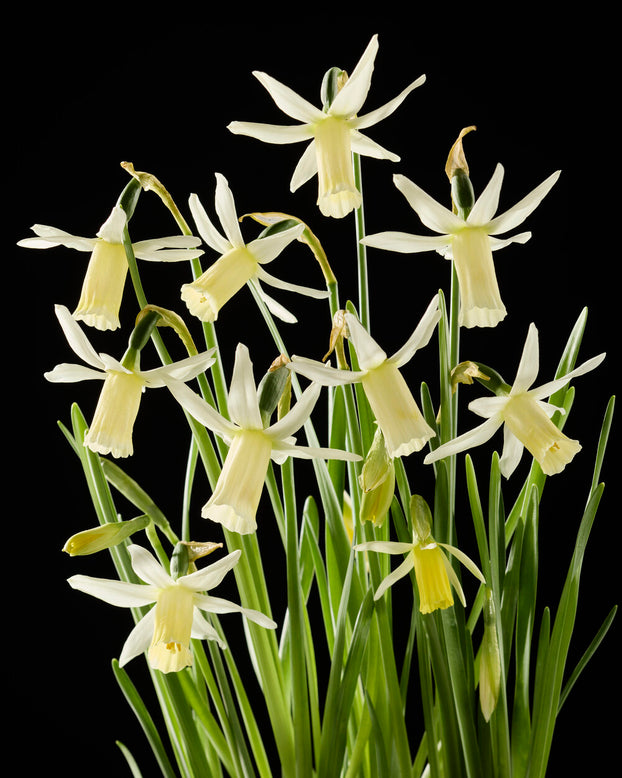 Narcissus 'Snipe'
