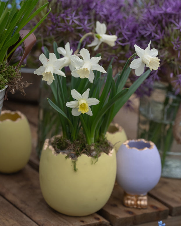 Narcissus 'Snow Baby'