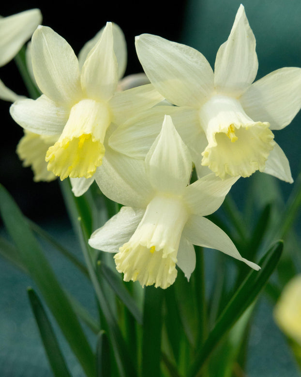 Narcissus 'Snow Baby'
