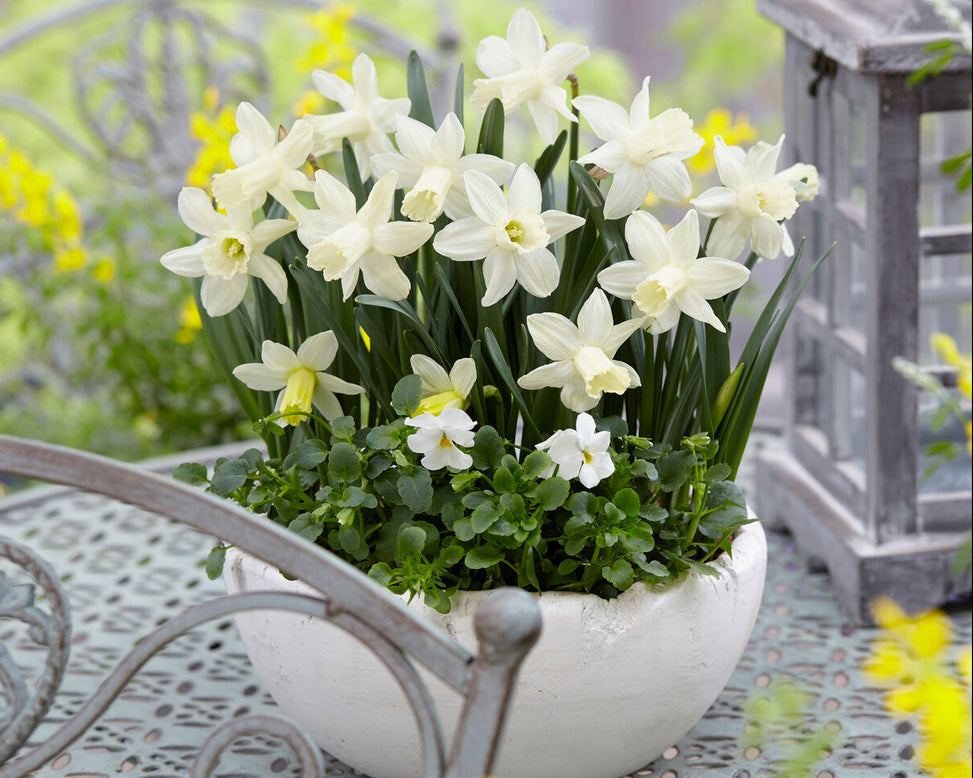 Narcissus 'Snow Baby'