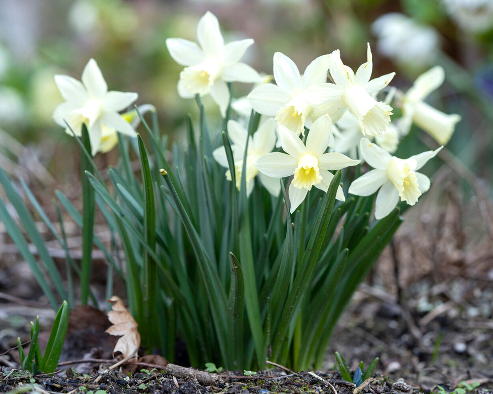 Narcissus 'Snow Baby'