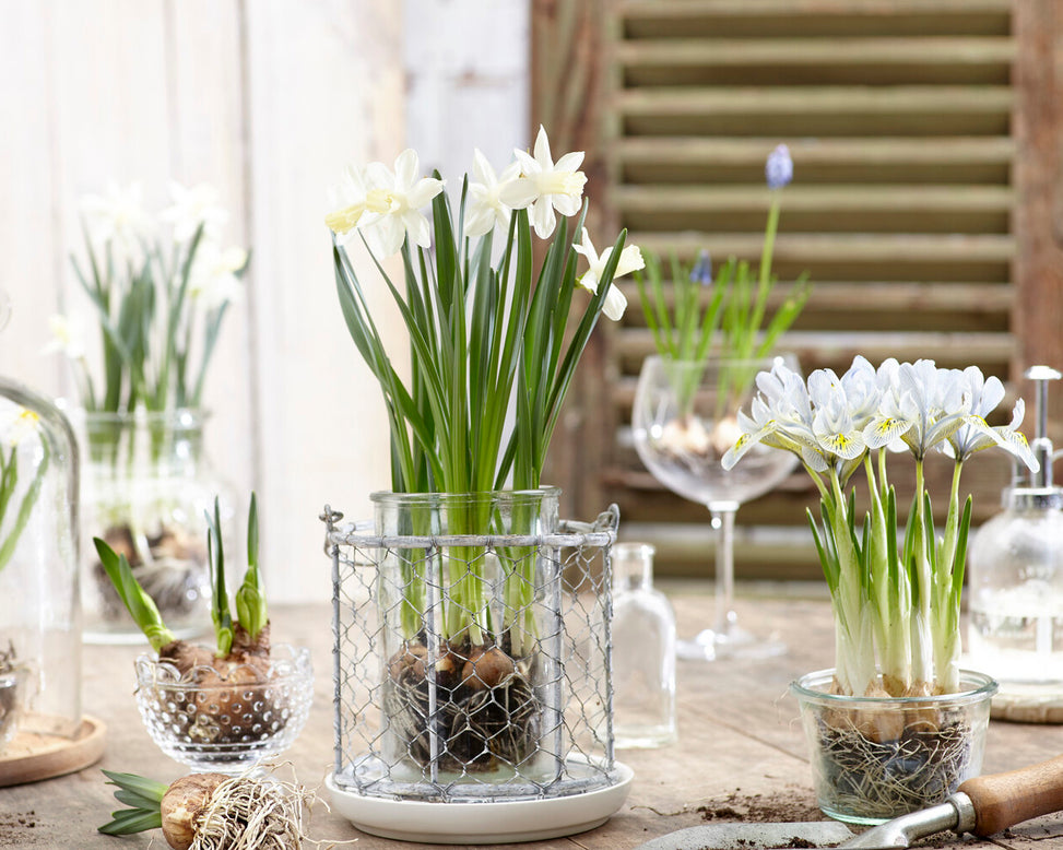 Narcissus 'Snow Baby'
