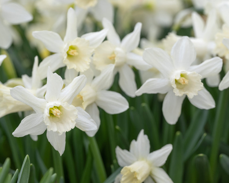 Narcissus 'Snow Baby'