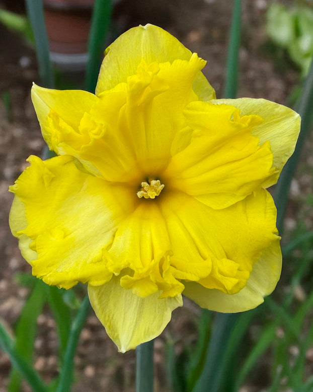 Narcissus 'Splinter'
