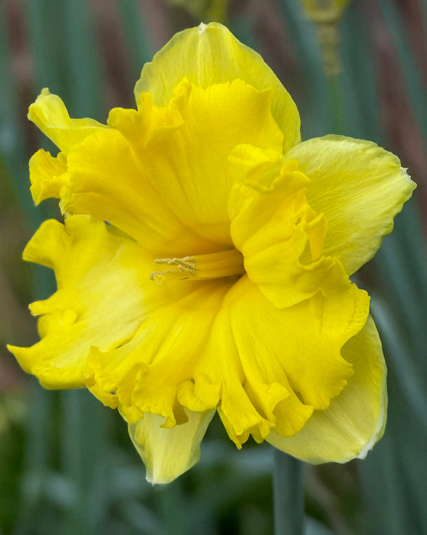 Narcissus 'Splinter'