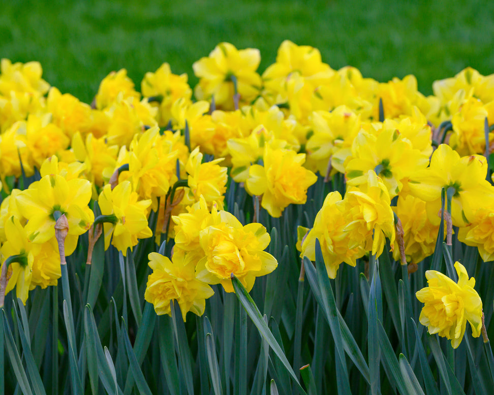 Narcissus 'Spring Paradijs'