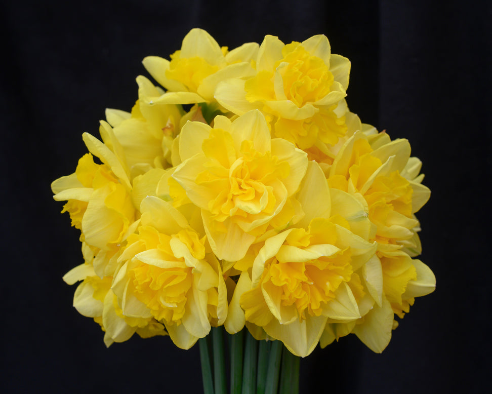 Narcissus 'Spring Paradijs'