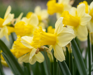 Narcissus 'Sugar Dipped'