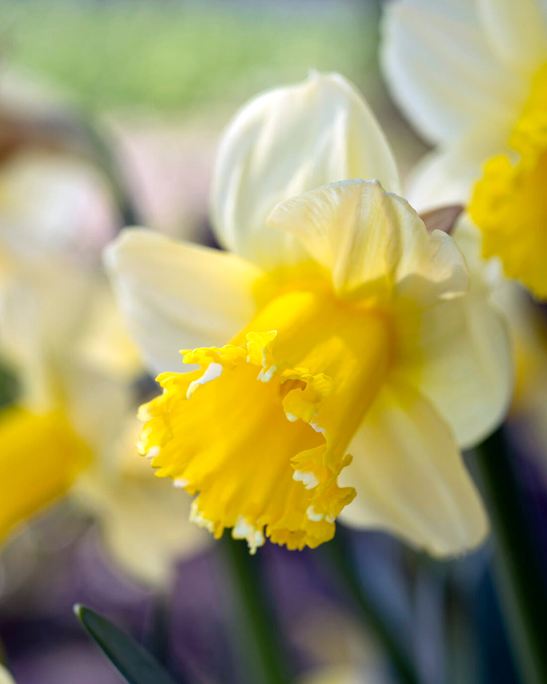 Narcissus 'Sugar Dipped'