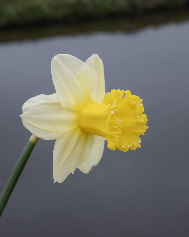 Narcissus 'Sugar Dipped'