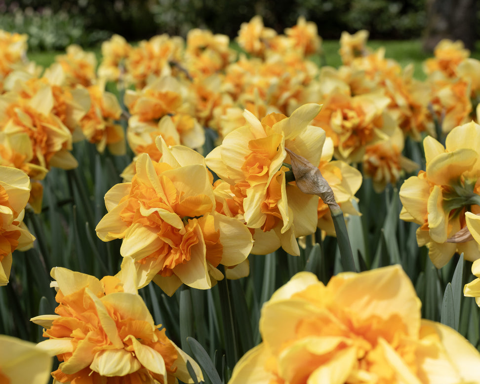 Narcissus 'Sun Catchers'
