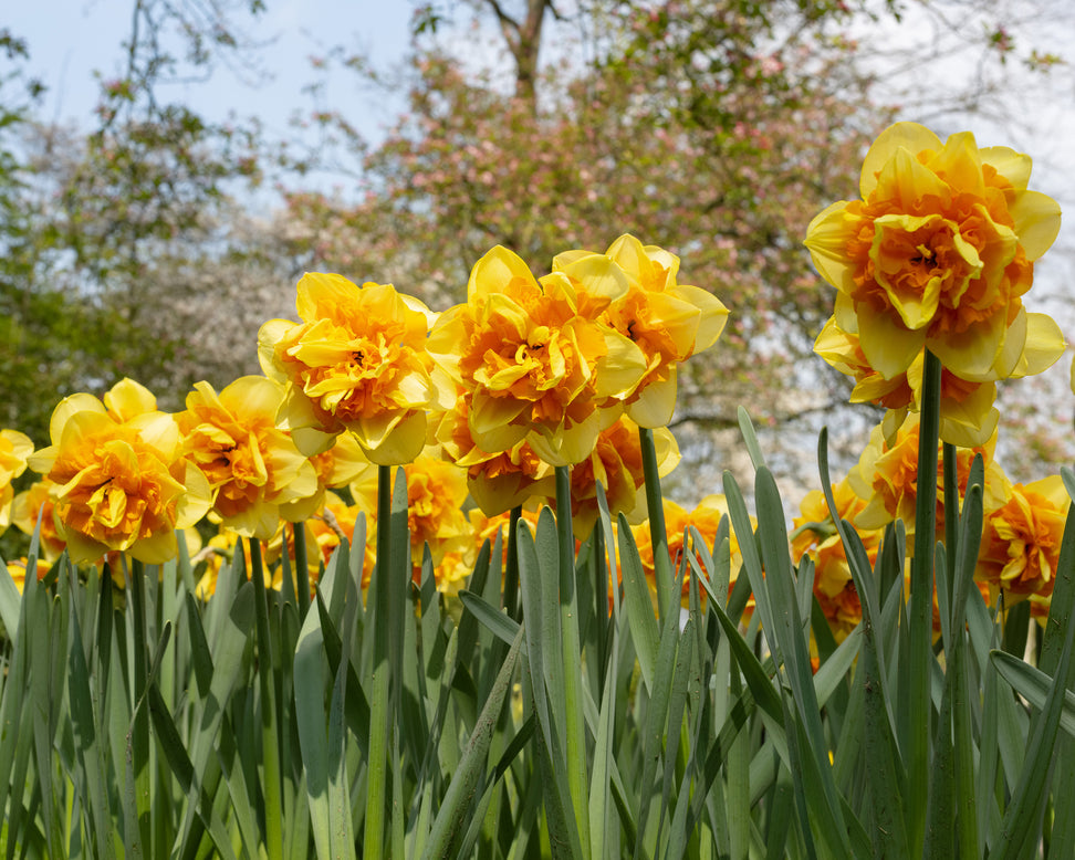 Narcissus 'Sun Catchers'