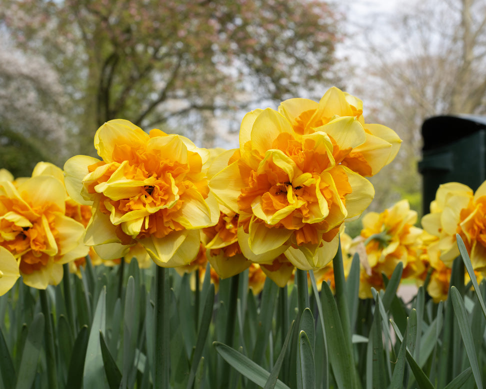 Narcissus 'Sun Catchers'