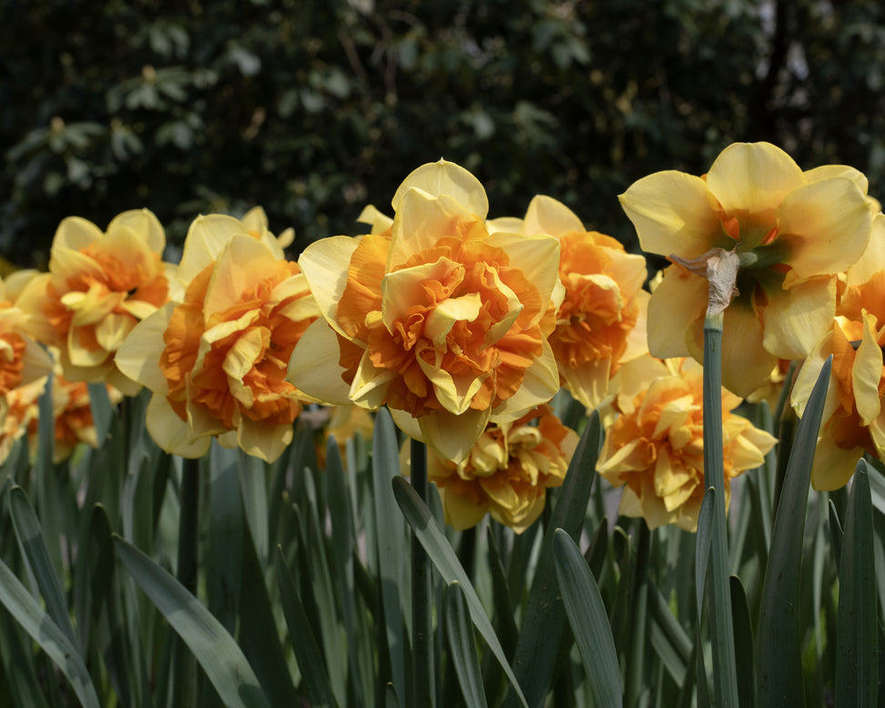 Narcissus 'Sun Catchers'