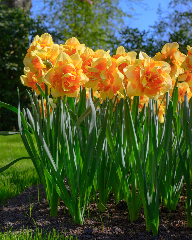 Narcissus 'Sun Catchers'