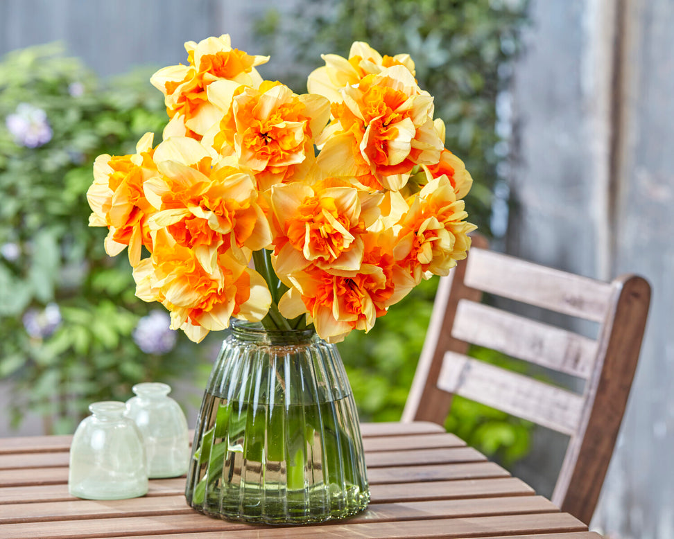 Narcissus 'Sun Catchers'