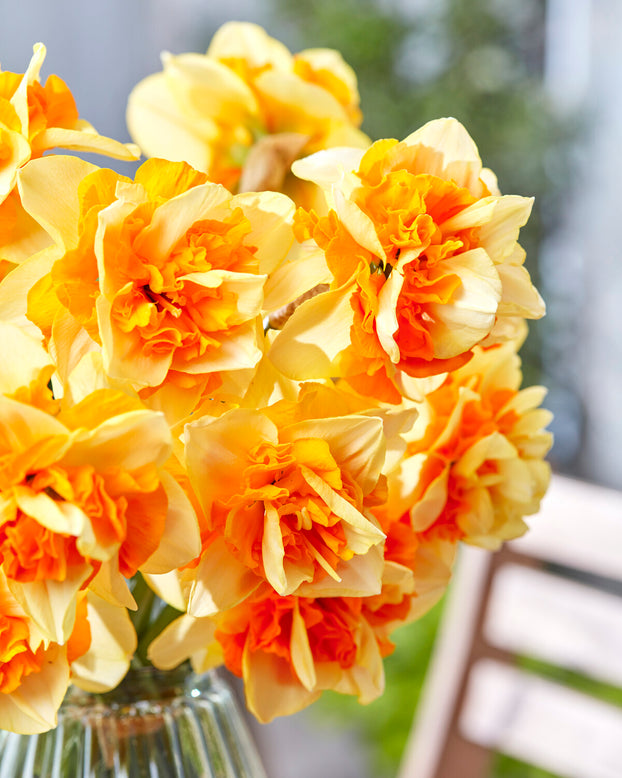 Narcissus 'Sun Catchers'