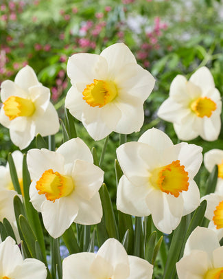 Narcissus 'Sunlit Chalice'