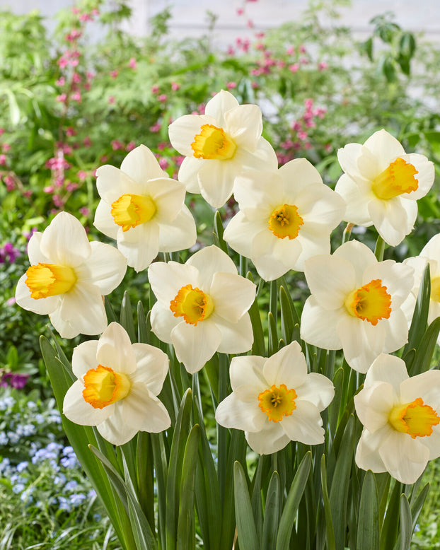 Narcissus 'Sunlit Chalice'