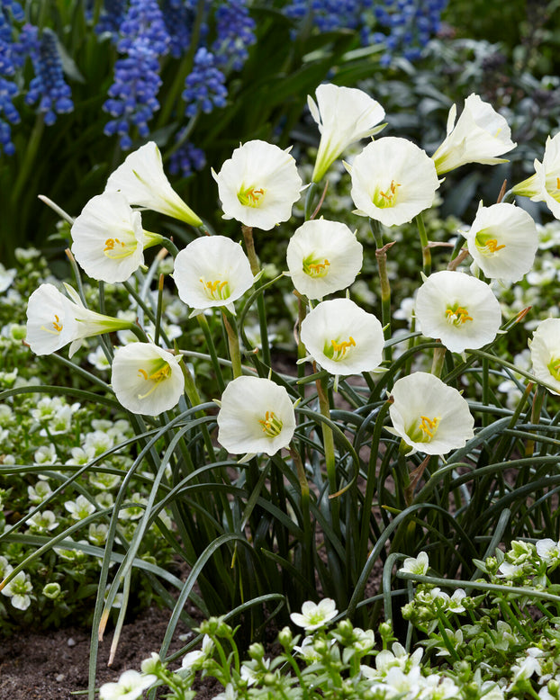 Narcissus 'Sweet Angel'