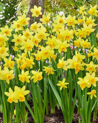 Narcissus 'Tête à Tête'