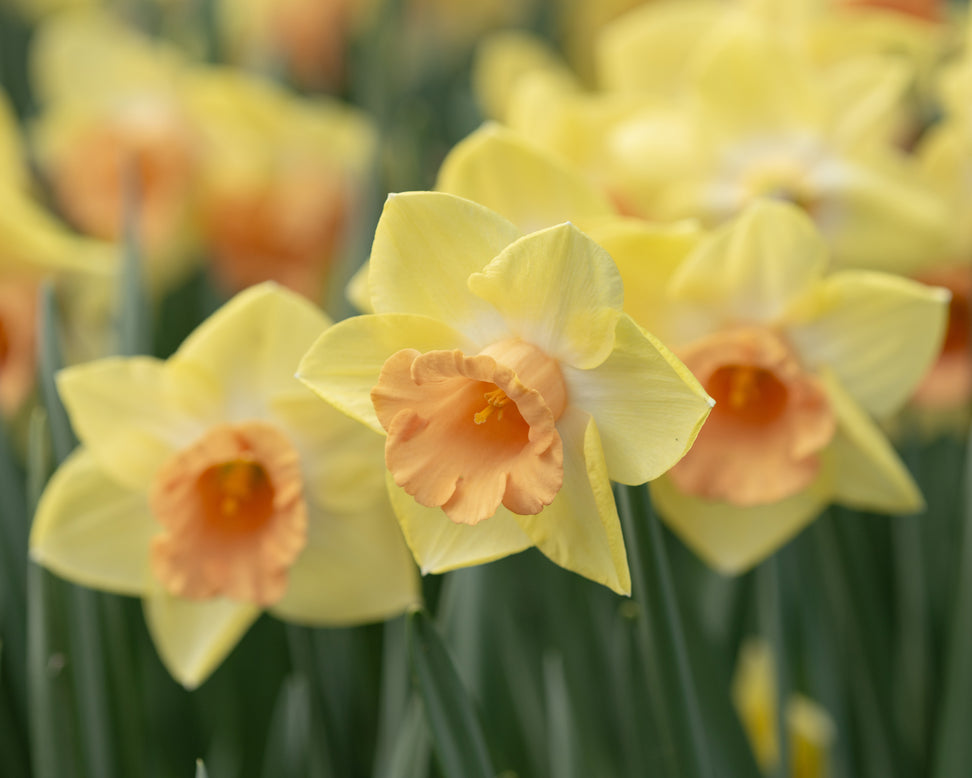 Narcissus 'Tom Pouce'