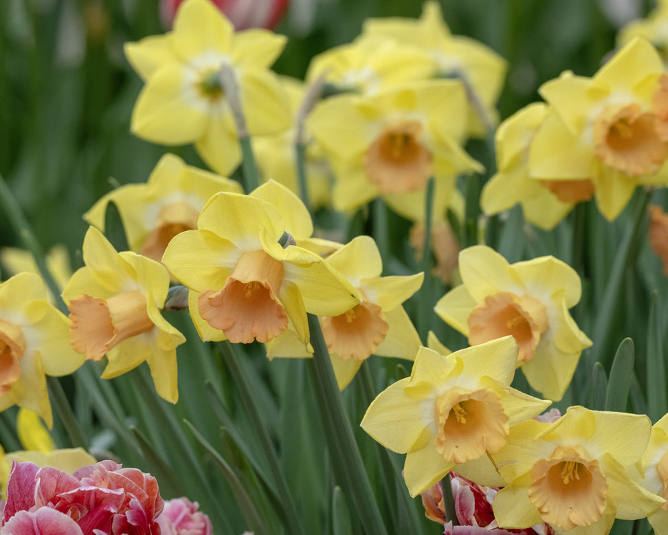 Narcissus 'Tom Pouce'