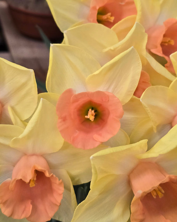 Narcissus 'Tom Pouce'