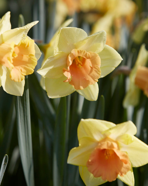 Narcissus 'Tom Pouce'