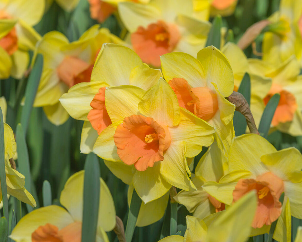 Narcissus 'Tom Pouce'