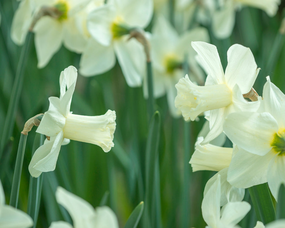 Narcissus 'Watch Up'