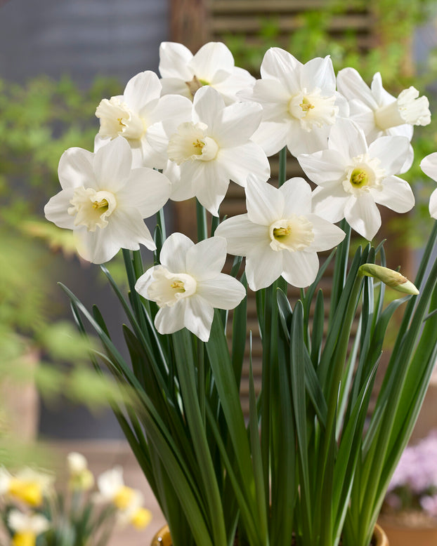 Narcissus 'Watch Up'