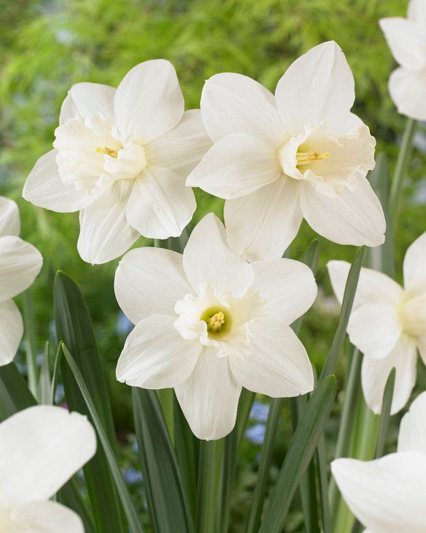 Narcissus 'Watch Up'