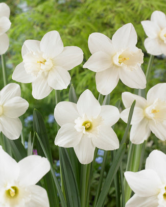Narcissus 'Watch Up'