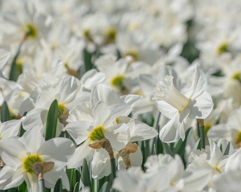 Narcissus 'Watch Up'